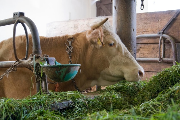 une vache à l'intérieur d'une grange