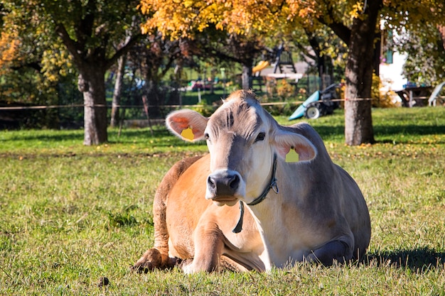 Vache italienne ordinaire allongée sur l'herbe près de la ferme