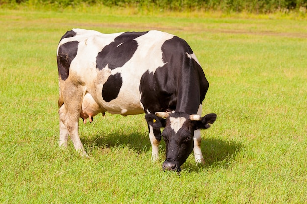 Vache laitière blanche et noire au pâturage