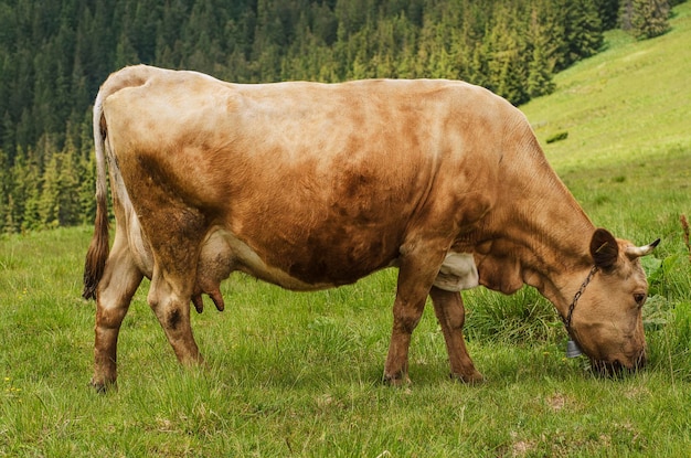 Vache laitière broutant au fond agricole naturel de pré de montagne verte