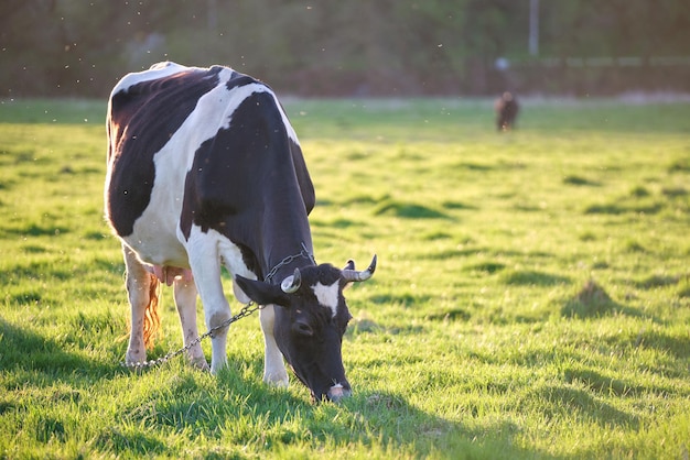 Vache laitière broutant dans les pâturages verts de la ferme le jour de l'été. Nourrissage du bétail sur les prairies des terres agricoles.