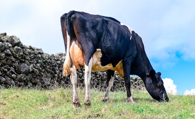 Vache laitière dans le pré