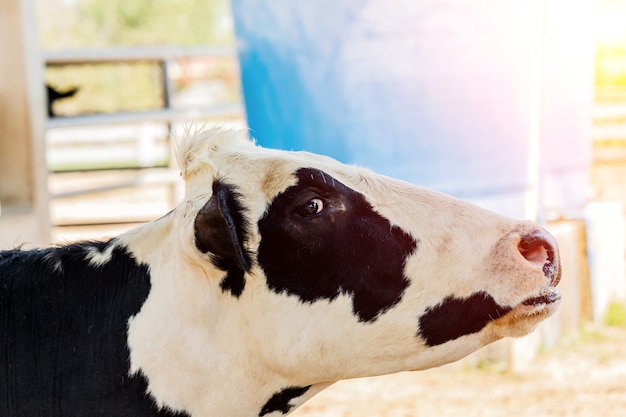 Photo vache laitière noire et blanche.