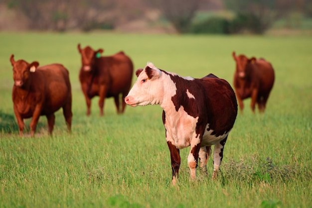 Vache laitière paissant dans un champ. Groupe de vaches paissant dans le pâturage.