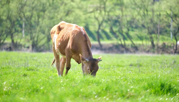 La vache laitière paît sur le pâturage vert de la ferme le jour d'été L'alimentation du bétail sur les pâturages des terres agricoles