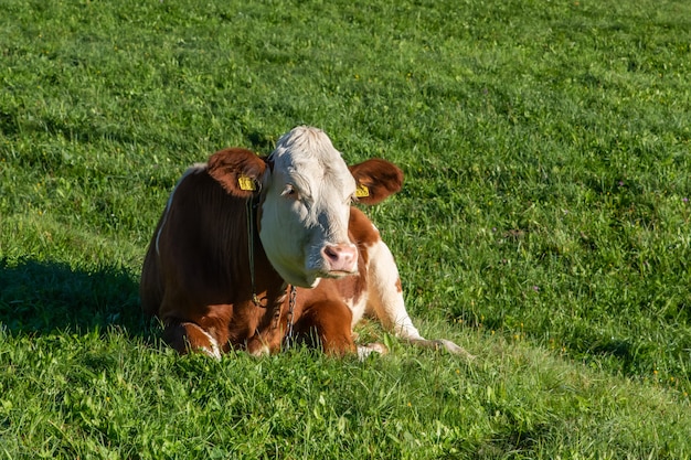 Vache en liberté au champ