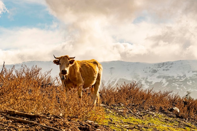 La vache un mammifère artiodactyle de la famille des bovidés