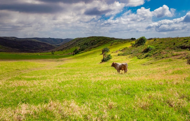 Une vache mange de l'herbe sur le champ frais un veau mange de l'herbe sur une colline verte vache broutant sur une colline