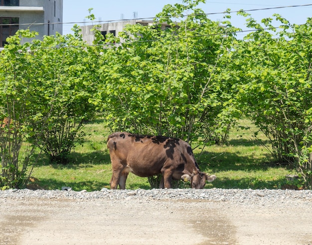 La vache mange de l'herbe dans la brousse l'animal broute Nature et animaux