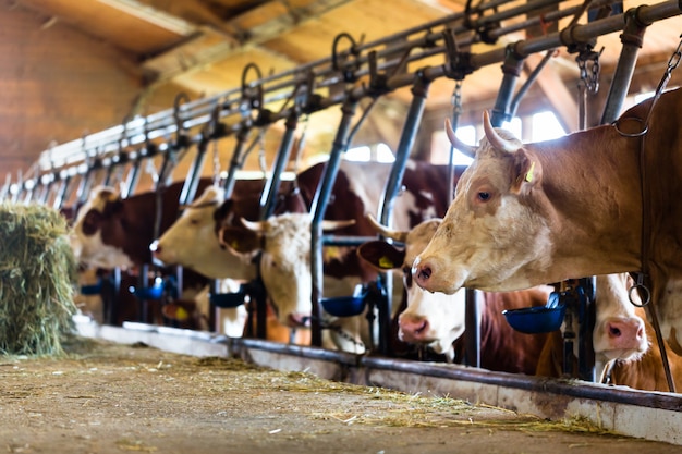 Vache mangeant du foin