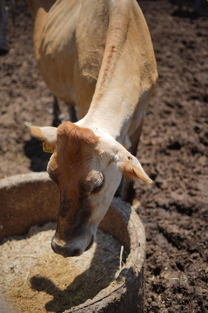 la vache mangeant à la ferme