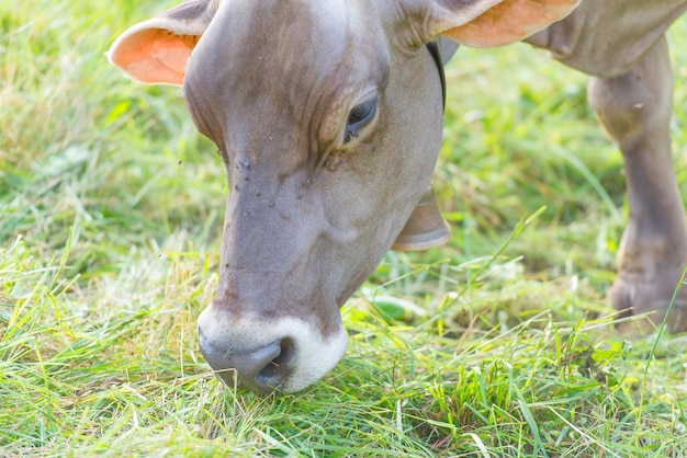 Vache mangeant de l'herbe dans le pré en Italie