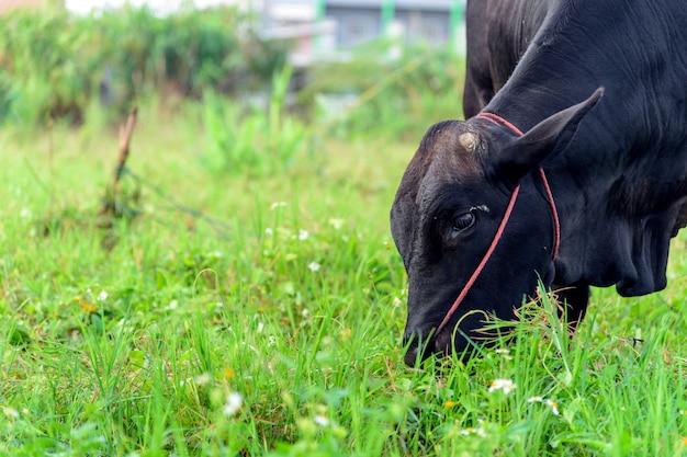 Vache mangeant de l&#39;herbe avec flou artistique et lumière en arrière-plan