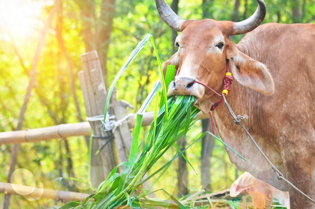 Vache mangeant de l&#39;herbe le matin