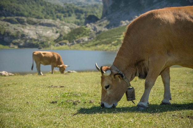 vache mangeant de l'herbe paisiblement dans un lac en été