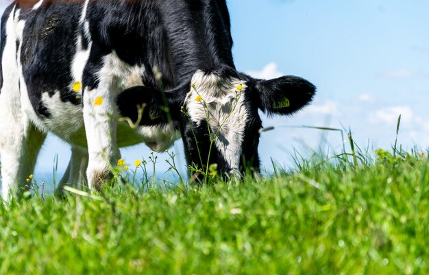 Photo la vache mangeant de l'herbe