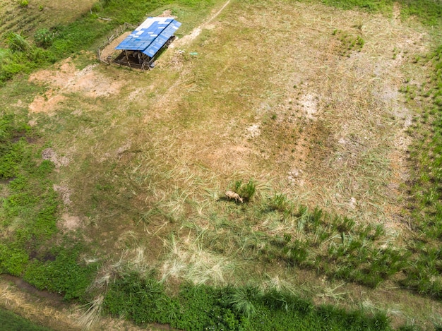 Vache mangeant de l&#39;herbe