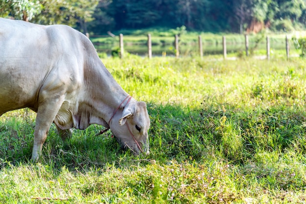 Vache mangeant de l&#39;herbe