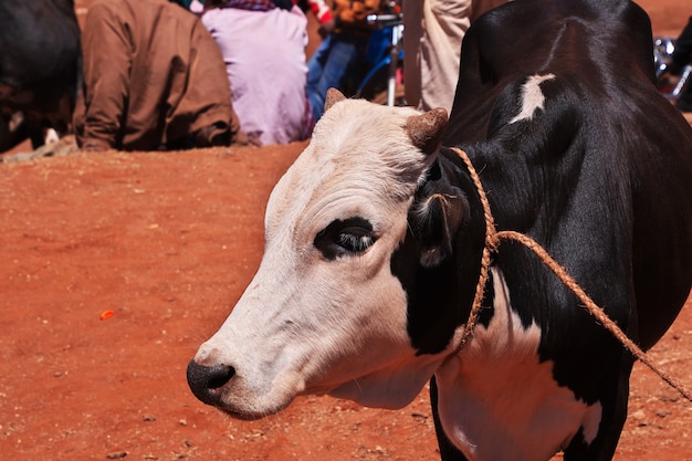 La vache sur le marché local en Tanzanie