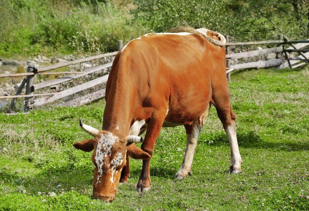 Vache mignonne broutant sur l'herbe verte