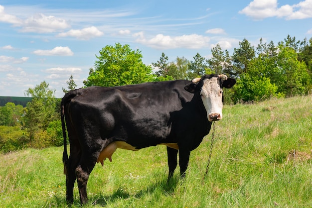 Vache mignonne à la ferme