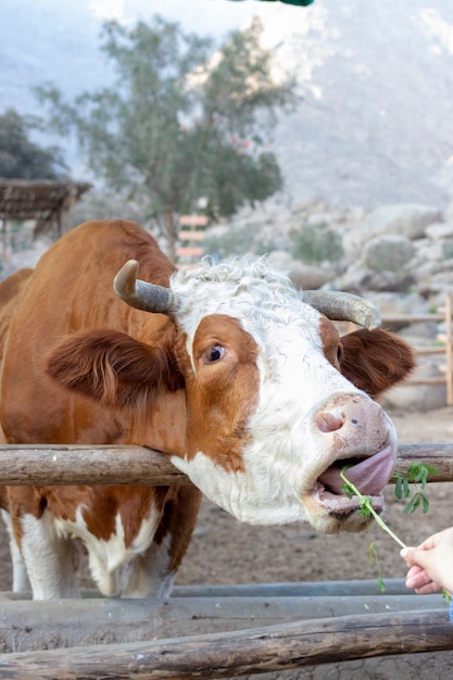 Photo vache mignonne hereford à la ferme