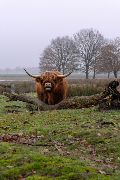 Photo une vache de montagne dans un champ