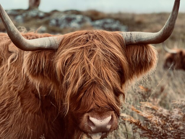 Vache des montagnes