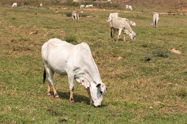 Vache Nelore blanche paissant à la ferme