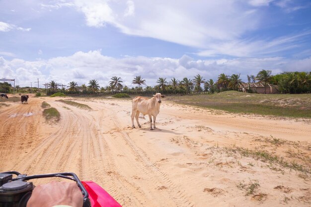 Vache Nelore dans le pâturage Vache laiteuse Concept agroalimentaire industriel