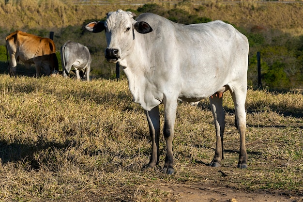 Vache Nelore dans le pâturage.