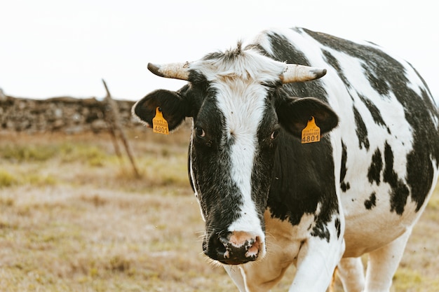 Une vache en noir et blanc à la caméra directement à la ferme