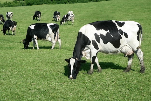 Vache noir et blanche mangeant de l&#39;herbe verte des prés