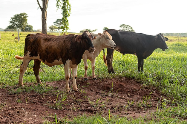 Vache noire adulte