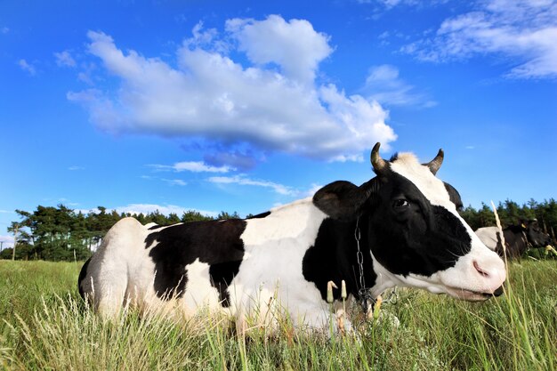 Une Vache Noire Et Blanche Allongée Sur Le Terrain Au-dessus Du Ciel Bleu