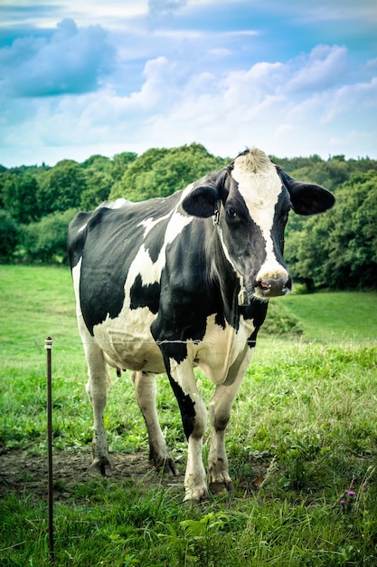 Vache noire et blanche broutant dans le pré