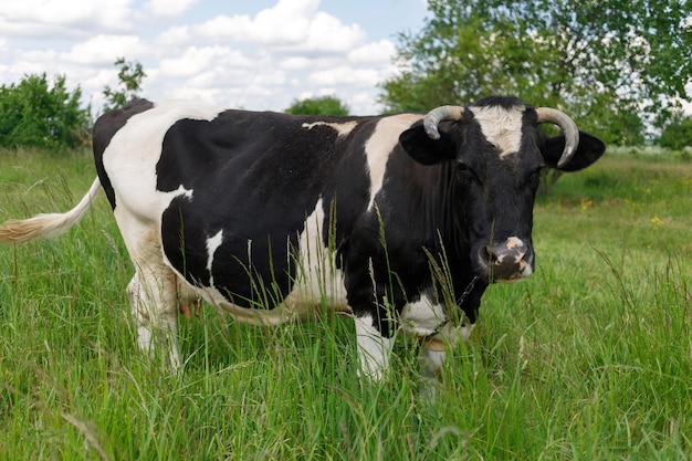 La vache noire et blanche broute en été