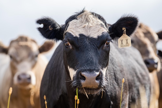 Une vache noire et blanche avec une étiquette qui dit x dessus.