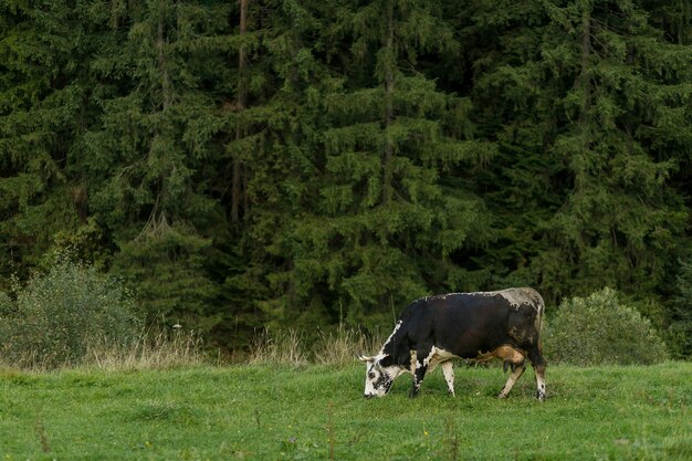 Vache noire et blanche paissant sur le pré