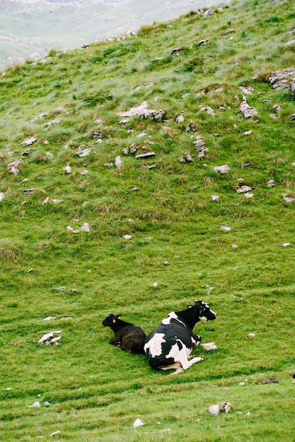 Une vache noire et blanche se trouve sur l'herbe près d'un veau noir sur l'herbe verte