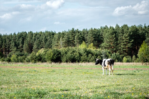 Vache noire et blanche sur le terrain.