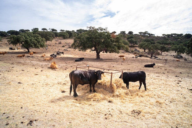 Une vache noire broute avec de nombreuses mouches sur la tête