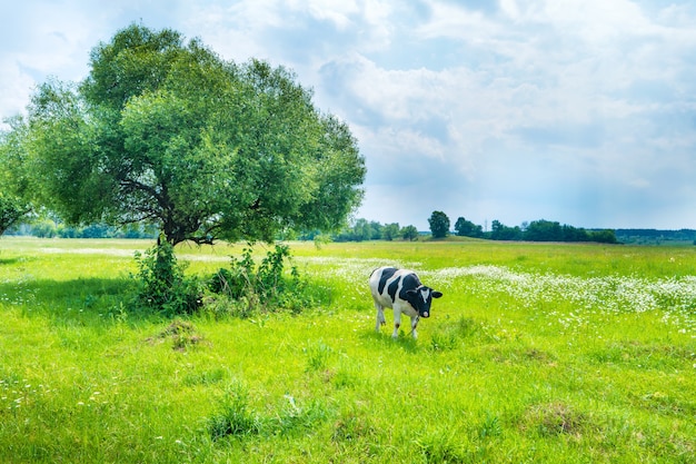 Vache noire sur le champ vert avec grand arbre. Paysage rural