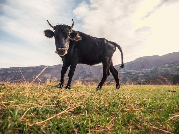 La vache noire drôle regarde la caméra. Vache dans un pâturage vert frais en été.