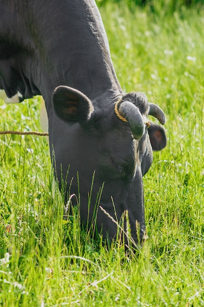 Vache noire paissant sur une prairie verte.