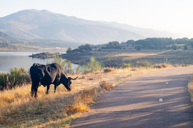 Une vache noire de race avilanienne broute avec de nombreuses mouches sur la tête