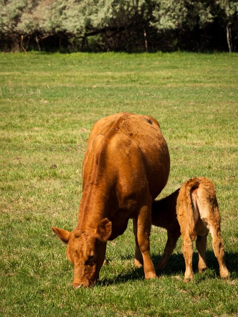 Vache orange paissant dans les pâturages verts.