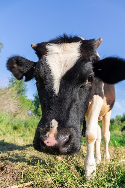 Vache paissant sur un champ avec de l'herbe verte