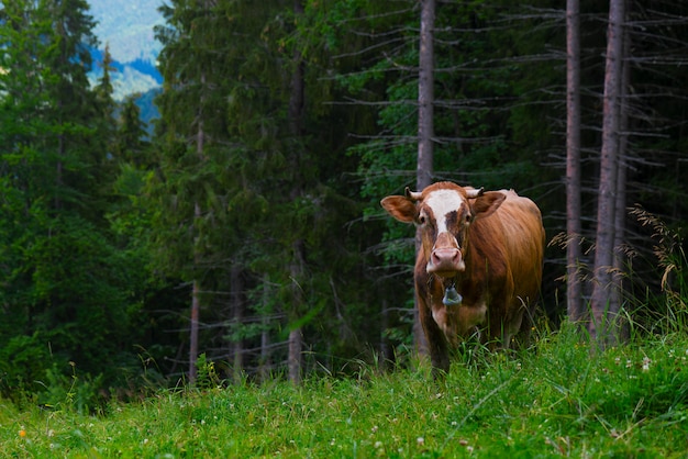 Vache paissant dans les montagnes sur une forêt