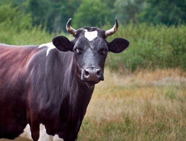 Vache paissant dans les pâturages.